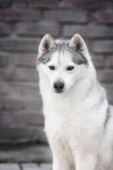 Portrait of Siberian Husky in winter