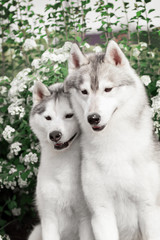 Two Siberian Huskies in autumn park