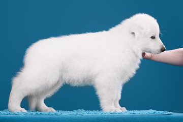 Beautiful puppy of White Swiss Shepherd Dog on blue background