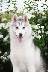 Portrait of Siberian Husky in winter