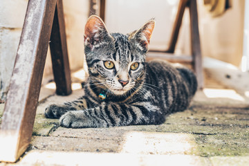 Grey tabby cat with intense golden eyes