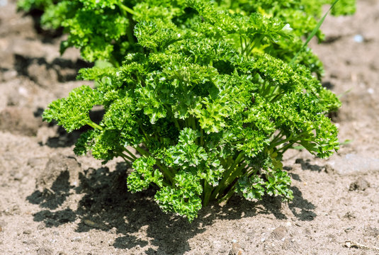 Petersilie. garden parsley; parsley