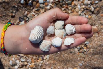 kid hold a lot of shells on palm