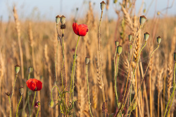 Wheat field poppy flowers