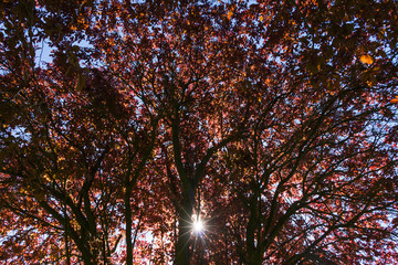 Arbol color caoba dejando pasar los Rayos del Sol
