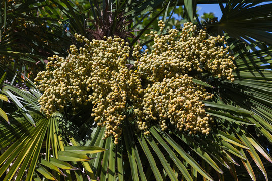 Frutos del Falso Palmito