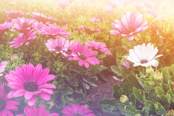 Beautiful 'purple fanfare' flower in a meadow, bright vintage an