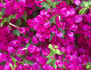 colorful bougainvillea flowers closeup, natural background