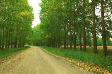 Summer in the city park landscape