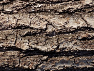 Tree bark texture