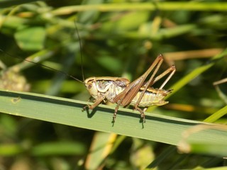Grasshopper on grass blade