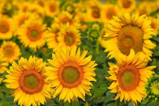 closeup sunflowers