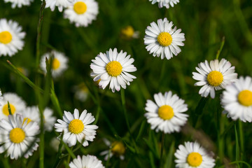 Fototapeta premium Summer wildflowers during the day