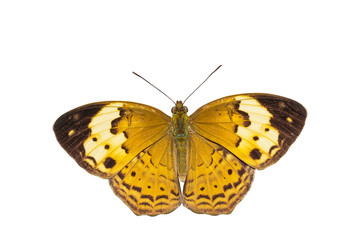 Fototapeta na wymiar Isolated Rustic butterfly (cupha erymanthis)