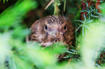 Hänfling-Nestling (Carduelis cannabina)