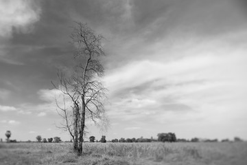 Lone dead tree in a dry landscape, Suphanburi, Thailand
