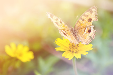 Yellow flowers with butterfly on garden, soft focus process