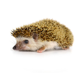 Hedgehog isolate on white background