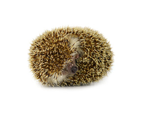 Hedgehog isolate on white background