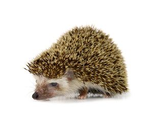 Obraz premium Hedgehog isolate on white background