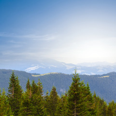 Fototapeta na wymiar pine mountain forest at the sunrise