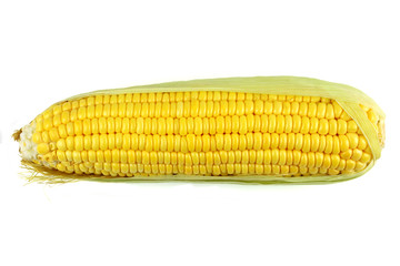 corn on white background