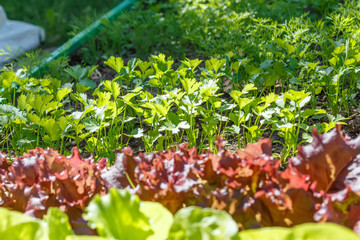 Coriander (Coriandrum sativum), also known as cilantro, Chinese parsley or dhania, is an annual herb in the family Apiaceae. Vegetable garden.  Household plot. Dacha.