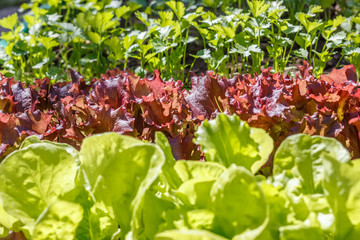 Lettuce (Lactuca sativa) is an annual plant of the daisy family Asteraceae. It is most often grown as a leaf vegetable.Vegetable garden.  Household plot. Dacha.