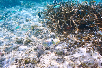 Plakat Coral reef at Maldives