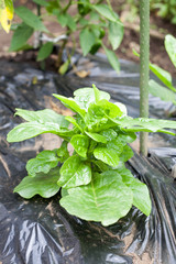 Harvesting Malabar spinach