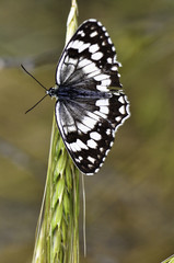 Macro photo of butterfly hovers in spring before summer