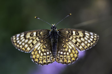 Fototapeta na wymiar Macro photo of butterfly hovers in spring before summer/melanargia larissa