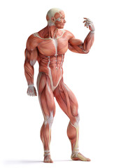 anatomy, muscles © adimas