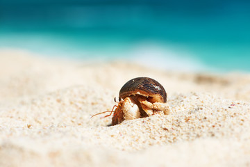 Hermit crab at beach