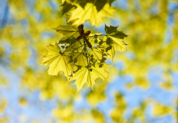 Autumn yellow leaves background