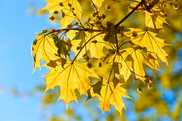 Autumn yellow leaves background