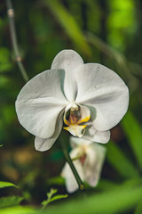 orchid