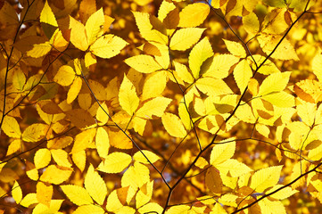Autumn yellow leaves background