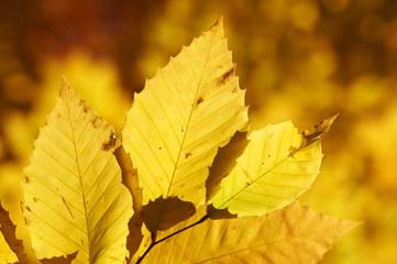 Autumn yellow leaves background
