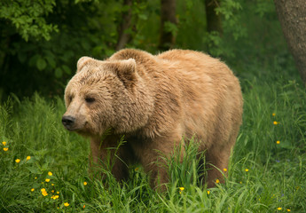 Obraz premium Der BÄRENWALD Müritz bietet Bären aus schlechter Haltung ein tiergerechtes Zuhause. In dem insgesamt 16 Hektar großen Freigehege leben derzeit 18 Braunbären. Ein Projekt von VIER PFOTEN. 