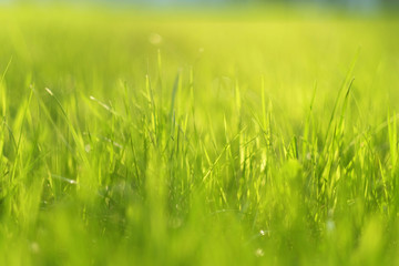 Meadow in sunlight