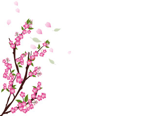 sakura  flowers  blossom on white with copy space , sakura frame