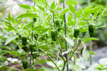 Harvesting bell peppers