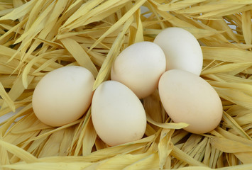 eggs in the nest of dry grass.