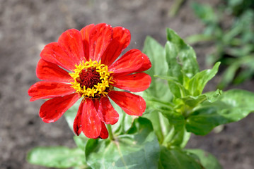 Red Zinnia Flower