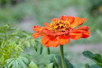 Red Zinnia Flower