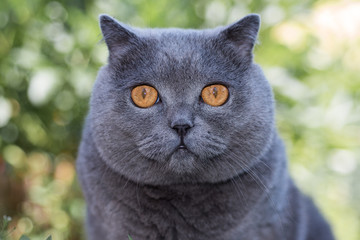 Grey british cat lying in the green grass, elegant cat