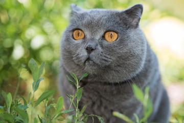 Naklejka na ściany i meble Grey british cat lying in the green grass, elegant cat