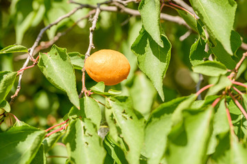 Obraz premium Young Orange Apricot