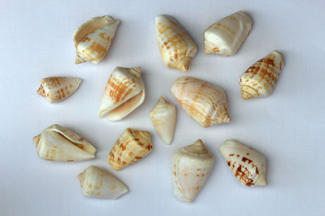 Fototapeta na wymiar sea shells